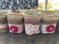 20 Succulent In Decorative Wrap For Wedding Favor, Party Favor