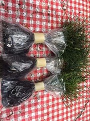 Wedding Favors (45) Evergreen Pine Starter Seedlings Bundle DIY Free Shipping