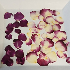 Fresh Rose Loose Petals Purple & Cream 2 in Wedding Flower Petals