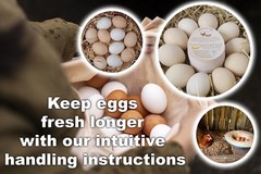 250 Pcs Premium Fresh Farm Egg Handling Instruction 2.7 x 3.5 inches, Colored