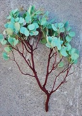 6 Beautiful Fresh-Cut, Trimmed Manzanita Branch Centerpieces 20″ to 24″