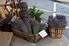 TooGet Natural Lavender Bundles, Freshly Harvested 200+ Stems Dried Lavender …