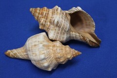 Large Fox Sea Shells 5 inch to 6 inch Sizes, Quantity Priced, SS-163