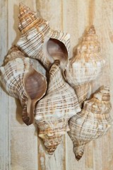 Large Fox Sea Shells 5 inch to 6 inch Sizes, Quantity Priced, SS-163