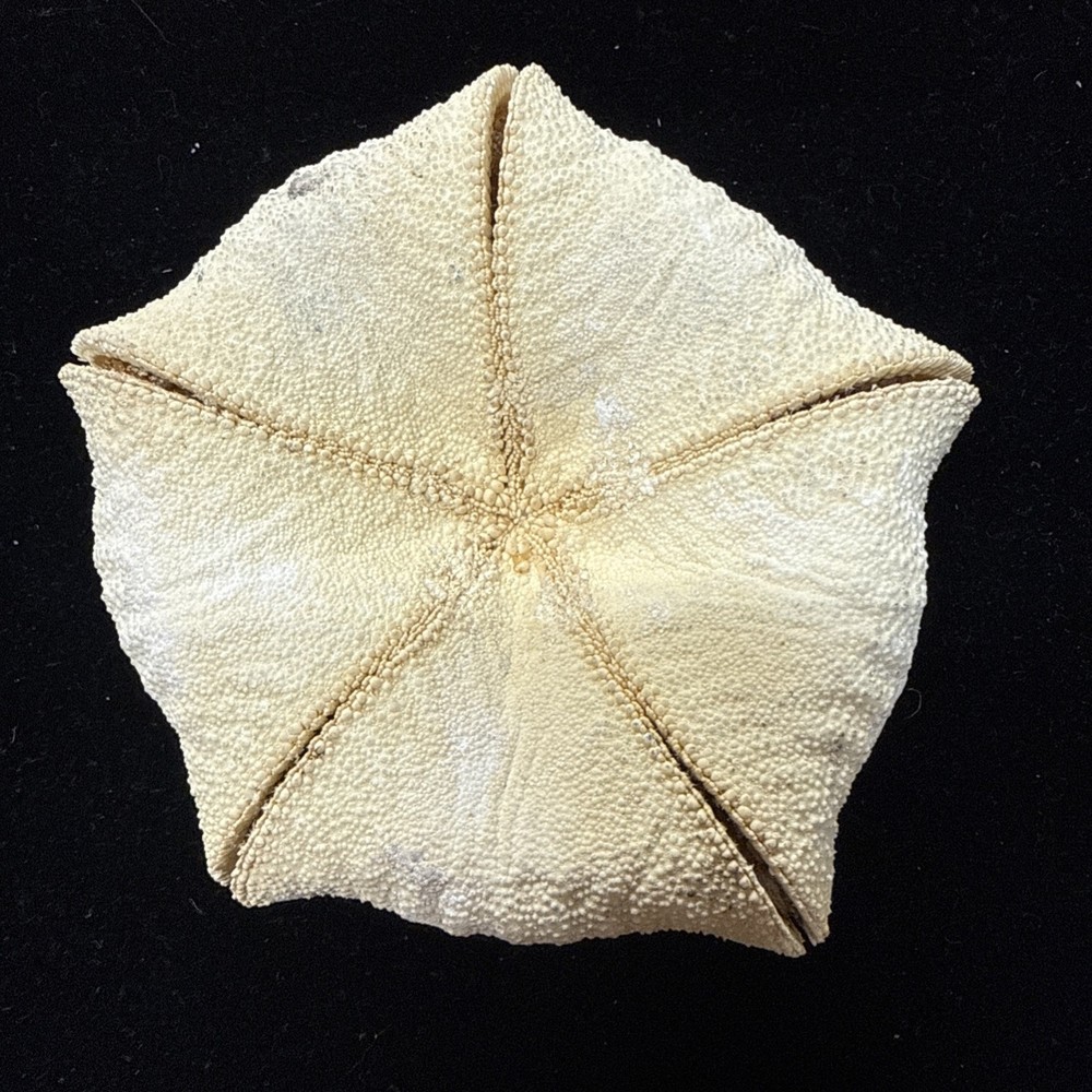 5 1/2” Culcita novaeguineae pillow star fish. starfish sea shell