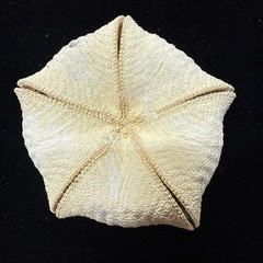 5 1/2” Culcita novaeguineae pillow star fish. starfish sea shell
