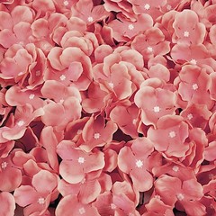 4 Dusty Rose Hydrangea Flowers Mat Wall Backdrop Panels Wedding Party