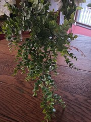 Variety of white Silk Flowers
