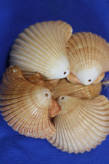 Medium Shells, MEXICAN CUPS, Drilled Shells, Wedding Supply, Keep Sake, SS-486