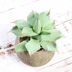 Set of 3 5″ tall Assorted Artificial Faux Aloe Succulent Plants with Round Pots