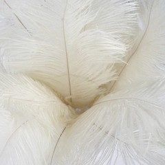12 pcs 13-15″ long Ivory Genuine Ostrich FEATHERS Wedding Party Centerpieces