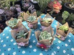 20 Succulent In Decorative Wrap For Wedding Favor, Party Favor