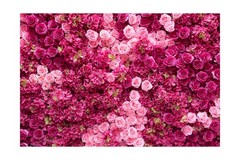 20ftx10ft Rose Wall Background Rose Photo Backdrops Spring Party Tea Party Fl…