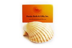 Set of 6 Genuine Seashell Card Holders – Beach Wedding / Event – Real Shells