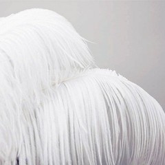 12 pcs 24-26″ long White Genuine Ostrich FEATHERS Wedding Party Centerpieces