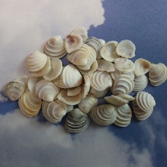 WEDDING CAKE SEASHELLS, Craft Supply, Beach Decor, Beach Weddings,flowers SS-475