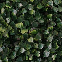 Artificial Faux Foliage Large Green Leaves 11 sq ft UV Protected Wall Mat Hedge