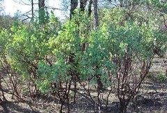 6 Fresh-Cut RED Manzanita Branches for Vertical Centerpieces *SIX!* 16″-20″