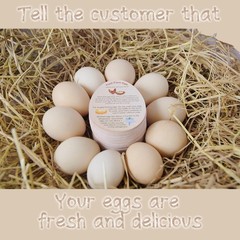 250 Pcs Premium Fresh Farm Egg Handling Instruction 2.7 x 3.5 inches, Colored