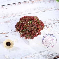 Set of 3 6″ tall Assorted Faux Sedum Succulent Plants with Off White Pots SALE