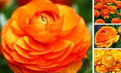 PCS Mixed Color Yellow/Red/Pink/Purple/White MulticoloredRanunculus 10 Orange