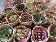 20 Succulent In Decorative Wrap For Wedding Favor, Party Favor