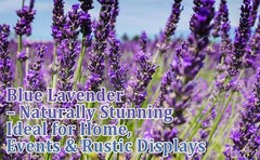 2 Bundles 350 Stems Dried Blue Lavender Flowers, 17″ Dried Lavender
