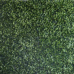 22 sq ft Green Large Boxwood Leaves 11UV Protected Wall Backdrop Panels Wedding