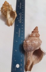 Lot of 2- Striped Fox Seashells Horse Conch Sea Snail Sizes 3″ & 4″ inch