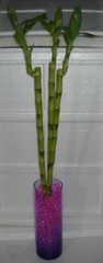 Water Beads – Vase Filler / reduce watering Lucky Bamboo, Flowers, Plants