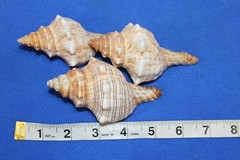 1st Quality Fox Sea Shells 3 inch to 4 inch Size Ranges Quantity Discount SS-164
