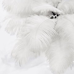 12 pcs 13-15″ long Ivory Genuine Ostrich FEATHERS Wedding Party Centerpieces