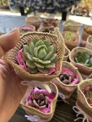 20 Succulent In Decorative Wrap For Wedding Favor, Party Favor