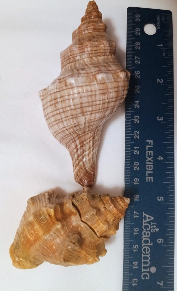 Lot of 2- Striped Fox Seashells Horse Conch Sea Snail Sizes 3″ & 4″ inch