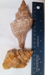 Lot of 2- Striped Fox Seashells Horse Conch Sea Snail Sizes 3″ & 4″ inch