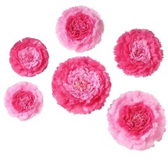 6 pack 12″ 16″ 20″ Pink and Fuchsia Tissue Paper Carnation Flowers Sale Backdrop