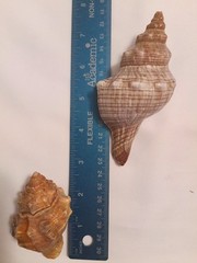 Lot of 2- Striped Fox Seashells Horse Conch Sea Snail Sizes 3″ & 4″ inch