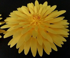 Paper Flowers Wedding Party Nursery Wall Decor Shower Yellow Daisy 2 Pieces