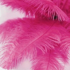 12 pcs 13-15″ long Fuchsia Genuine Ostrich FEATHERS Wedding Party Centerpieces