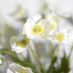 IVORY 2 Bushes 33″ Stem Silk Artificial Poppy FLOWER SPRAYS Party Decorations