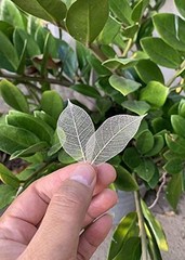 200 Pcs Small 2-3.5 Inches Natural Skeleton Leaves Rubber Tree Scrapbooking,