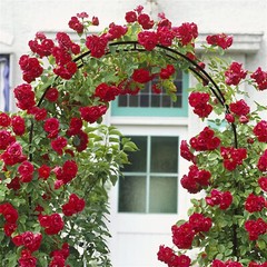 Sturdy Metal Wedding Arch Rustproof Garden Arbor Archway Climbing Plant Decor