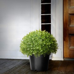 National Tree Company Artificial Shrub | Includes Pot Base | 13 inches, Green