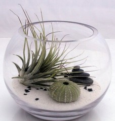 20 lbs. Natural White Beach Sand, Play sand, Sandbox Sand, Crafts and more.