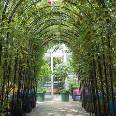 Outdoor Metal Black Wedding Arch Curved Garden Arbor for Climbing Plants Trellis