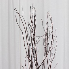 6 Natural Extra Long 46″ Birch Tree Branches Vase Fillers FLOWERS STEMS Wedding