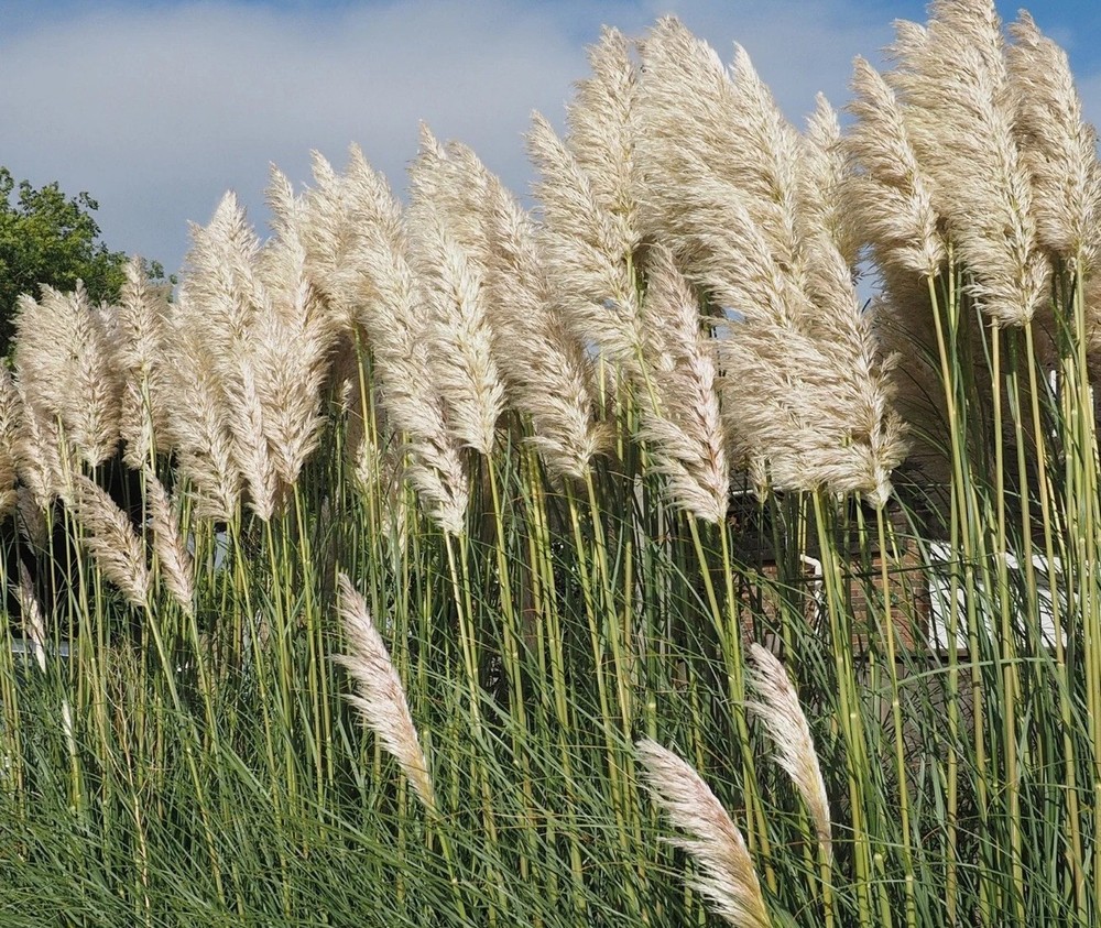 12 Stems 46 inch Tall Pampas Grass Decor – Large Fluffy Dried 12pcs/46inch