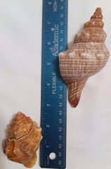 Lot of 2- Striped Fox Seashells Horse Conch Sea Snail Sizes 3″ & 4″ inch