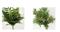 Greenery «drop in» Bouquets MEDIUM 10 Bunches