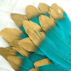 60 TURQUOISE with Metallic Gold Tip Natural Goose Feathers Wedding Decorations